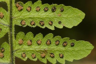Polypode du calcaire Gymnocarpium robertianum (Hoffm.) Newman, 1851