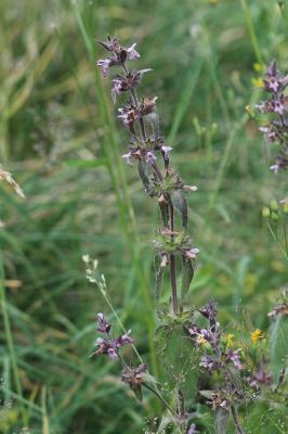 Épiaire des Alpes Stachys alpina L., 1753