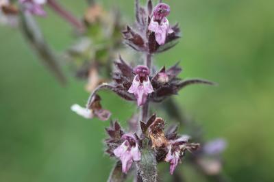 Épiaire des Alpes Stachys alpina L., 1753