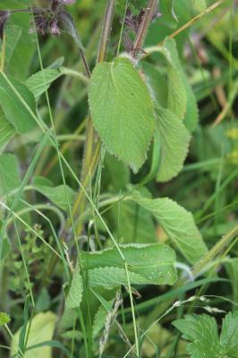 Épiaire des Alpes Stachys alpina L., 1753