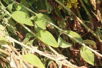 Lysimaque ponctuée Lysimachia punctata L., 1753