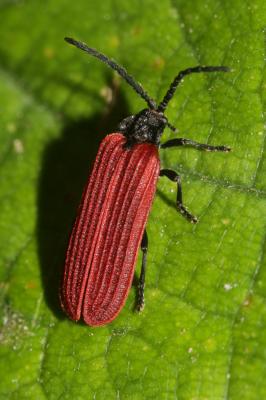  Pyropterus nigroruber (De Geer, 1774)