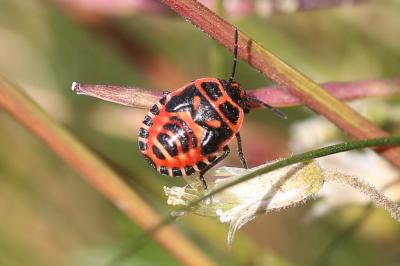  Eurydema ventralis Kolenati, 1846
