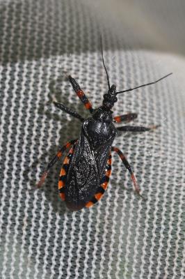  Rhynocoris annulatus (Linnaeus, 1758)