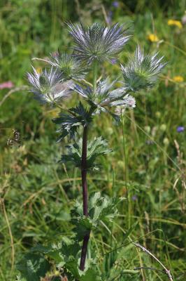 Panicaut des Alpes, Étoile des Alpes Eryngium alpinum L., 1753