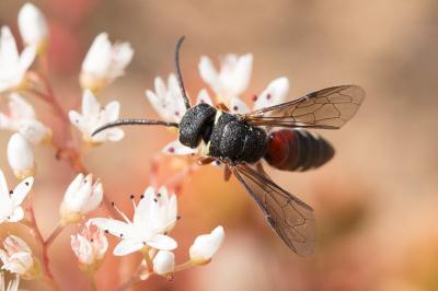  Asmisapyga octoguttata (Dufour, 1849)