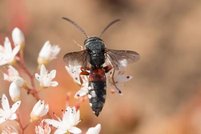  Asmisapyga octoguttata (Dufour, 1849)