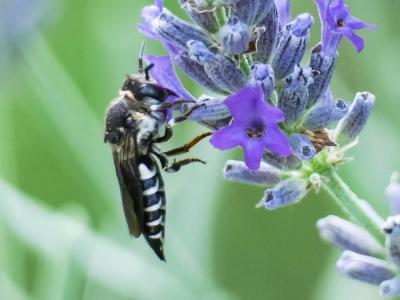  Coelioxys Latreille, 1809