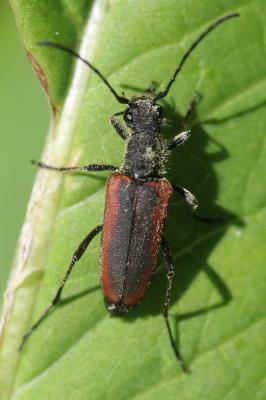 Longicornes Cerambycidae Latreille, 1802