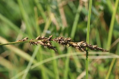 Laîche paniculée Carex paniculata L., 1755