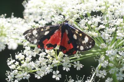 Ecaille marbrée (L'), Ecaille lustrée (L') Callimorpha dominula (Linnaeus, 1758)
