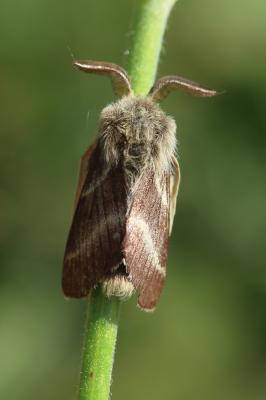 Livrée des alpages (La), Alpine (L') Malacosoma alpicolum (Staudinger, 1870)