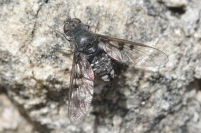  Anthrax trifasciatus Meigen, 1804