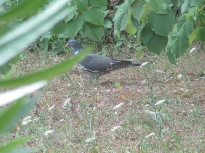 Pigeon ramier Columba palumbus Linnaeus, 1758