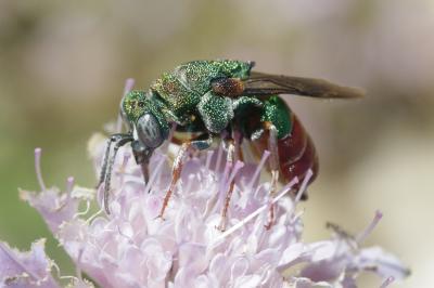  Parnopes grandior (Pallas, 1771)