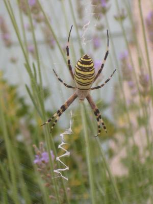 Épeire frelon Argiope bruennichi (Scopoli, 1772)