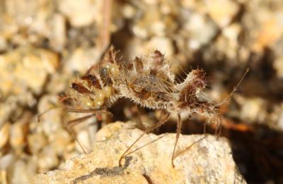  Phyllophya laciniata (Villers, 1789)
