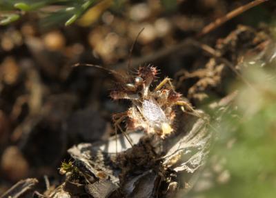  Phyllophya laciniata (Villers, 1789)
