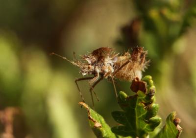  Phyllophya laciniata (Villers, 1789)