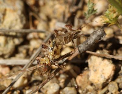  Phyllophya laciniata (Villers, 1789)