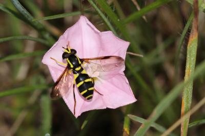  Xanthogramma dives (Rondani, 1857)
