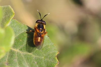  Callicera aurata (Rossi, 1790)