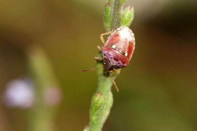  Stagonomus bipunctatus bipunctatus (Linnaeus, 1758)
