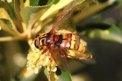 Milésie faux-frelon Milesia crabroniformis (Fabricius, 1775)