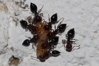  Crematogaster scutellaris (Olivier, 1792)