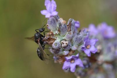  Camponotus cruentatus (Latreille, 1802)