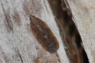  Cixidia 
