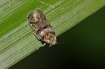  Cixius nervosus (Linnaeus, 1758)