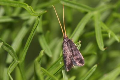  Lecithocera nigrana (Duponchel, 1836)
