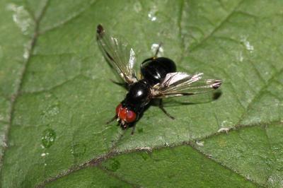  Seioptera vibrans (Linnaeus, 1758)
