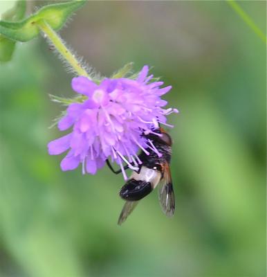 Volucelle à ventre blanc en devant Volucella pellucens (Linnaeus, 1758)