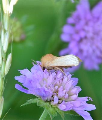  Heliothela 