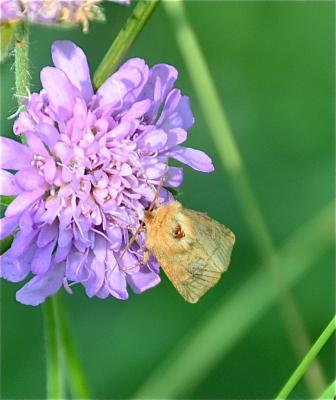  Heliothela 