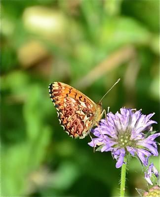 Nacré porphyrin (Le), Alezan (L'), Jason (Le), Gra Boloria titania (Esper, 1793)