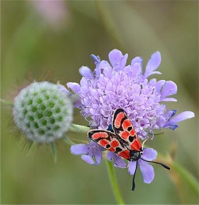 Zygène du Sainfoin (La),Zygène de la Carniole (La) Zygaena carniolica (Scopoli, 1763)