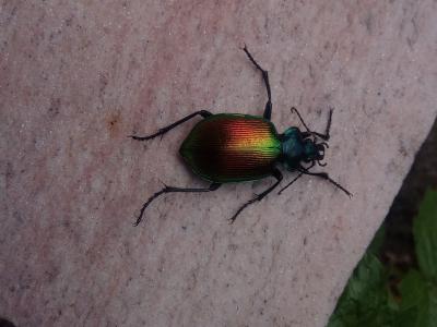 Grand calosome (Le) Calosoma sycophanta (Linnaeus, 1758)
