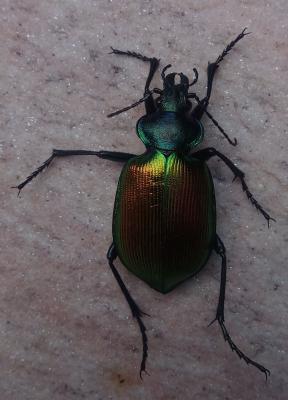 Grand calosome (Le) Calosoma sycophanta (Linnaeus, 1758)