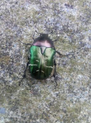 Cétoine dorée (la) Cetonia aurata pisana Heer, 1841