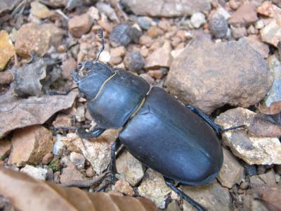 Lucane Cerf-volant Lucanus cervus cervus (Linnaeus, 1758)