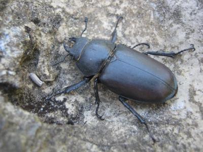 Cerf-volant (mâle), Biche (femelle), Lucane Lucanus cervus (Linnaeus, 1758)