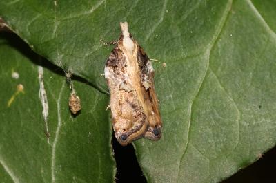  Acleris cristana (Denis & Schiffermüller, 1775)