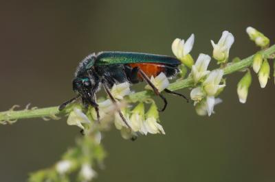  Cerocoma schreberi Fabricius, 1781