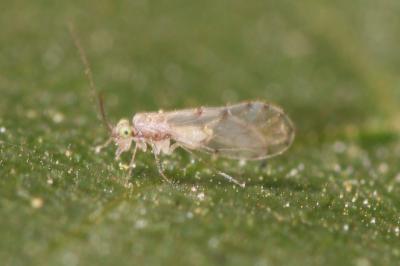  Trichopsocus Kolbe, 1882