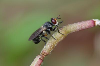  Thecophora atra (Fabricius, 1775)