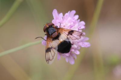 Volucelle à ventre blanc en devant Volucella pellucens (Linnaeus, 1758)