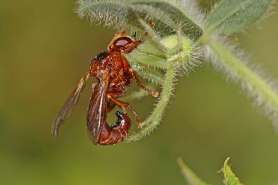  Sicus ferrugineus (Linnaeus, 1760)
